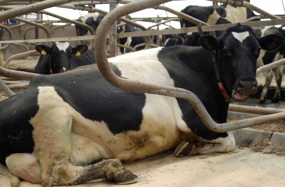 Cubicle Bedding Powders